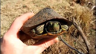 Helping Turtle Across Busy Highway 🐢