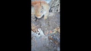 Pet squirrel???