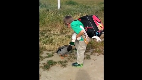 Beautiful Duck Greets His Best Buddy Everyday After School