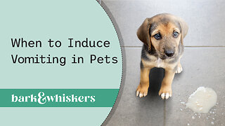 When to Induce Vomiting in Pets