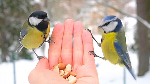 Winter Tit Bird Hand Feeding. Great Tits and Blue Tits