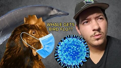 Whale dies from... Bird Flu???