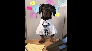 This nerdy dachshund is the best boss you can have