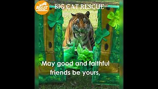 Big Cat Rescue #1~ Irish Blessing for St Patrick’s Day! #bigcatrescue #catvideos #cats #reels