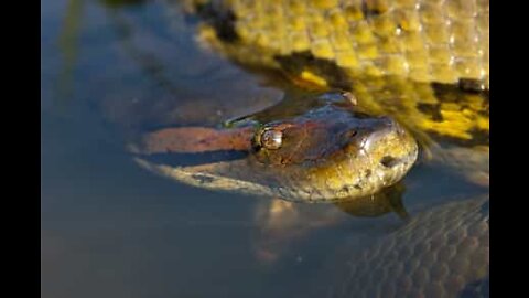 Giant anaconda bites firefighter