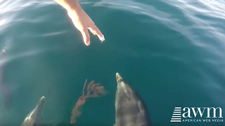 Guy Spots Dolphins Swimming With His Boat, Reaches Hand Towards Them; Gets Cool Response