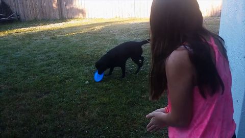 Smart Dog Catches Ball With Frisbee