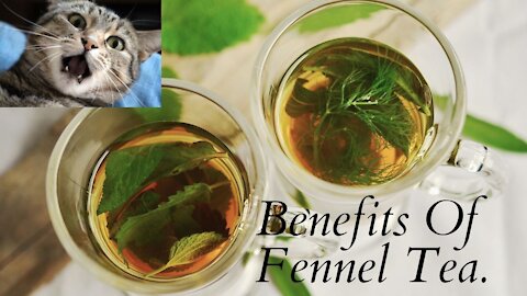 Fennel Tea Health Benefits | Surprising Benefits Of Fennel Tea | Fennel Tea Health Benefits