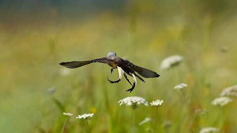 Scissor-Tail Going After Bug, Sony A1/Sony Alpha1, 4k