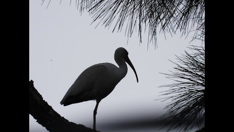 American White Ibis Flock Perch High In A Tree As A Storm Blows In