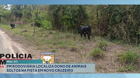 MGC-211: PM Rodoviária Localiza Dono de Animais Soltos na Pista em Novo Cruzeiro.