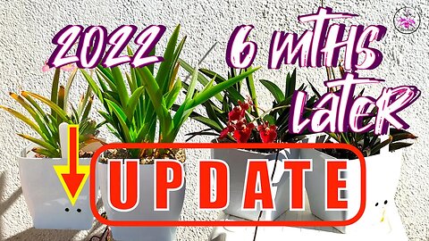 Tolumnias in Semi Hydro 2nd Attempt | 6 Month Update | 2 Media Mixes | Results or..? #ninjaorchids