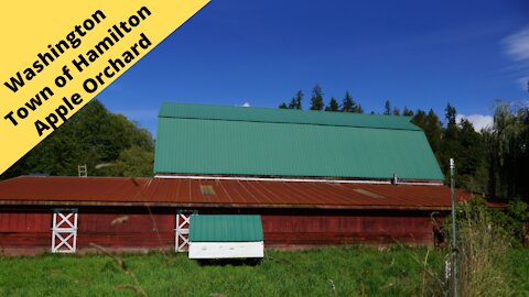 Apple Orchard in Hamilton, Washington