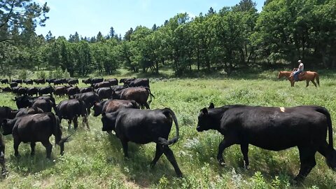 Wyoming Heifers Get Pregnancy Tested!