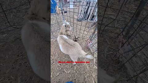 Nellie wants a piggyback ride #goats #fun #funny #farmlife #animals #pets #baby #babies #shortsfeed