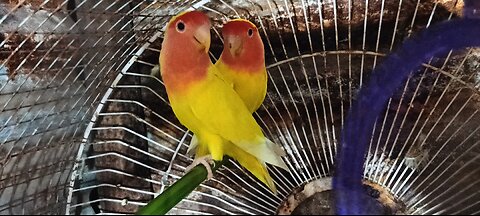 African Lovebirds ko phir se miladiya💗|#Petsvlog