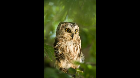 Northern Saw-whet owl recovers after window strike