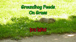 Groundhog Feeds On Grass