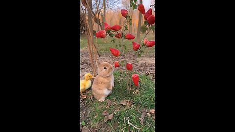 Bunnies eating Strawberries 😋😋🤩