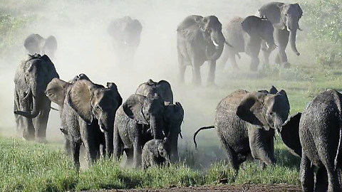 Incredible number of Elephants on the move