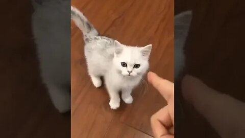 Cute Cat Shaking Hand #cutecatshorts #catsfunnyvideos