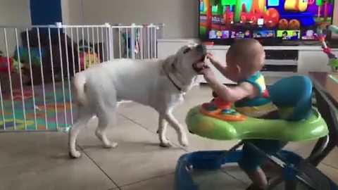 Baby adorably obsessed with chasing dog
