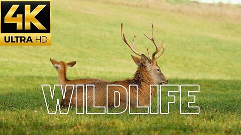 Wild Life - Wild Animals in 4K ULTRA HD