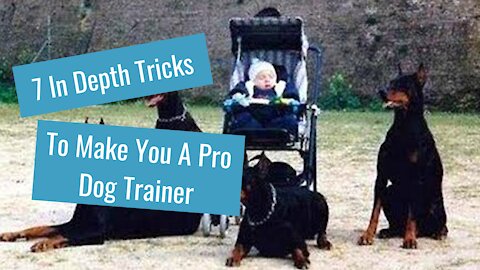 How To Teach Any Dog To Protect You -In Depth Guide-
