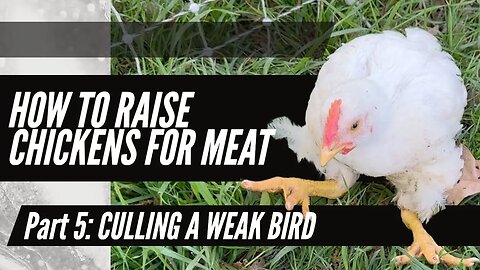 How to Raise Chickens for Meat - Part 5: Culling a Weak Bird