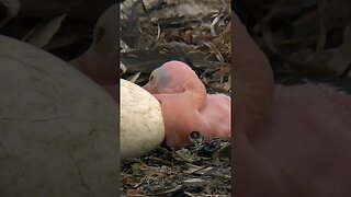 Pellican Birth from Egg #shorts #nature #science