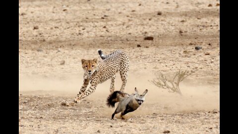 HOW TO OUTSMART THE FASTEST ANIMAL IN THE WORLD !!! CHEETAH