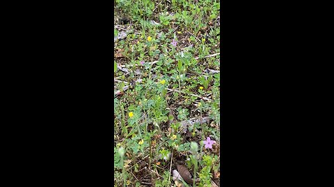 Yellow clover yard for bees, not for bare feet.