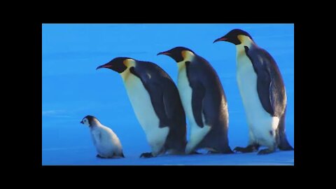 Baby Penguin Escapes Kidnap Snow Chick A Penguins Tale