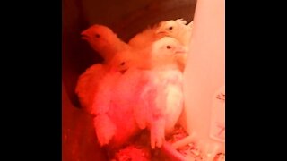 White Leghorn Chicks Sleeping Video 7
