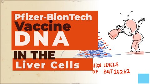 Pfizer-BionTech Vaccine DNA in Liver Cell Nucleus (In-vitro Swedish Study)