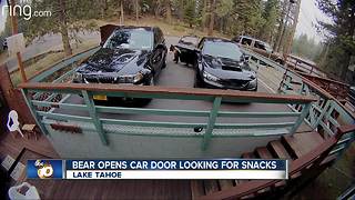 Bear caught on camera opening car door