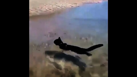 Cat 😺 is Swimming to reach their owner 🤣 | #Shorts #Animals