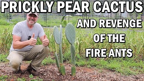 Planting Prickly Pear Cactus And Revenge Of The Fire Ants