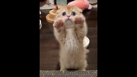 Cuteness Overload: Kittens in Action