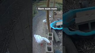 Farm surveillance. Geese