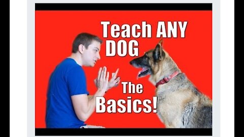 Dog Training! How train ANY dog the Basics