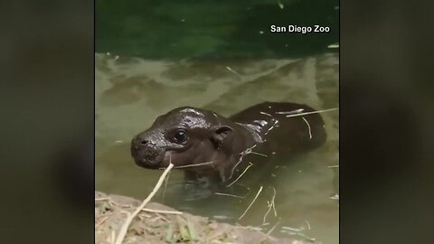 Newborn pygmy hippopotamus unveiled at San Diego Zoo