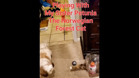 Rosie The Shihtzu Playing With Her Sister Petunia The Norwegian Forest Cat