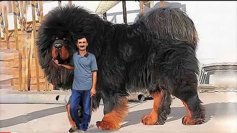 15 Most Expensive Dogs in the World!