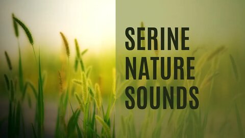Serine Nature Sounds