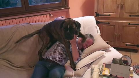 Emotional Boxer Goes Ecstatic When Owner Comes Home From Work