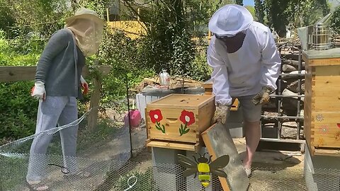 NEW BEE KEEPER WTH?? ONE BEE COLONY SWARMING 3 TIMES IN 3 WEEKS !!!!