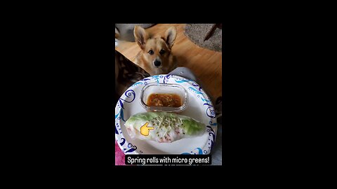 Spring Rolls using Micro Greens with my girls