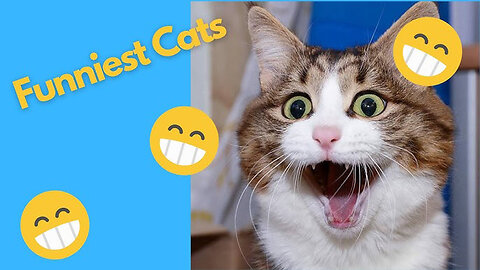 Funniest Cats And Dogs Videos 😂 - Best Funny Animal Videos 2023 😅 # 17
