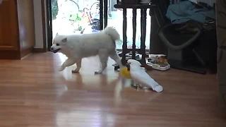 Parrot Rules Game By Chasing Dog With Duster